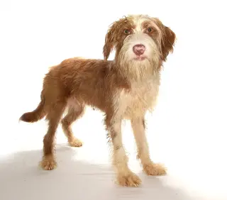 Sugar