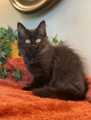 Elena