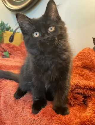 Elena