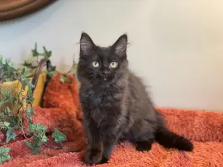 Elena