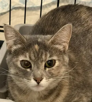 Santana