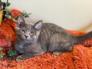 Darla