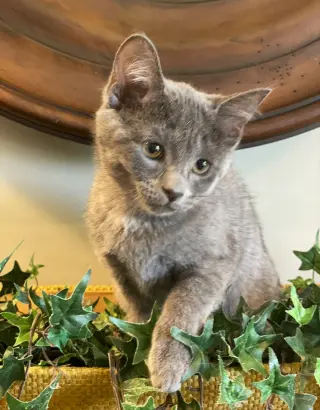 Darla