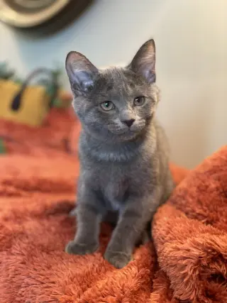 Darla