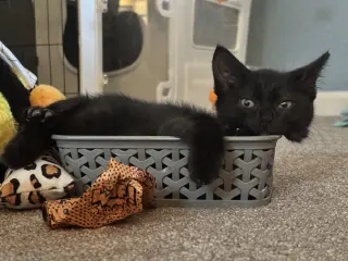 Izzy Napa
