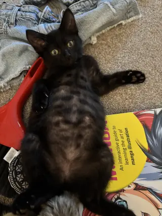 Izzy Napa