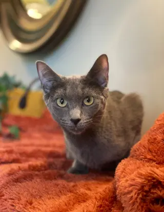 Athena