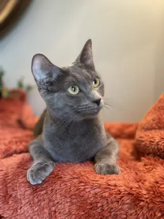 Athena