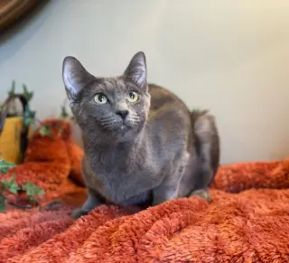 Athena