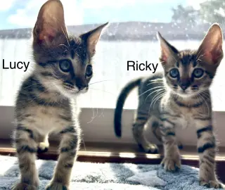 Ricky