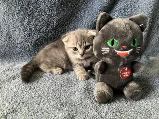 Maisie- pending adoption!