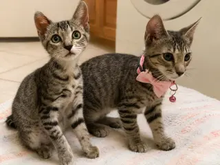 Zelda & Auroa
