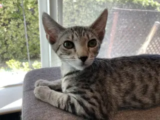 Zelda & Auroa