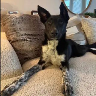 Indigo