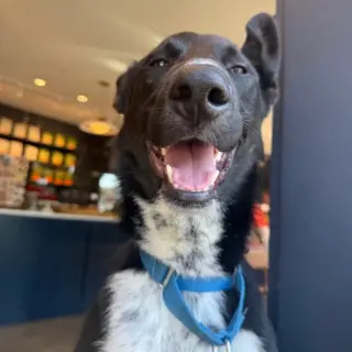 Indigo