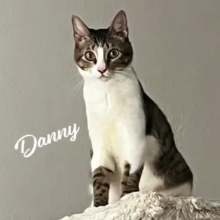 Danny #lovable-scamp