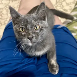 Taffy (Available 8/7/26)