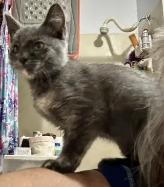 Taffy (Available 8/7/26)