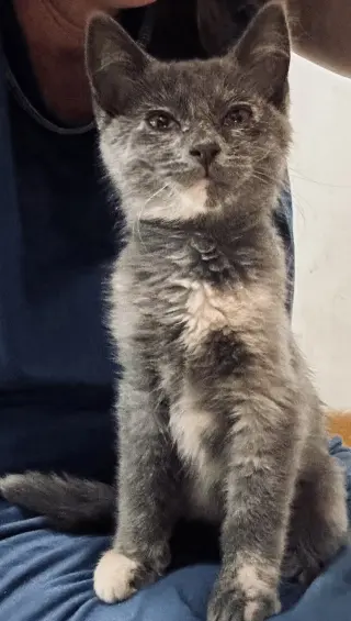 Taffy (Available 8/7/26)