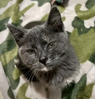 Taffy (Available 8/7/26)