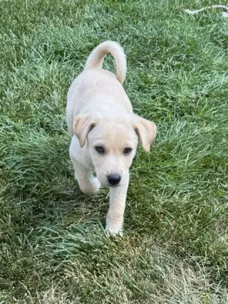 Henry