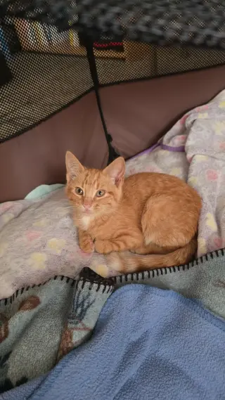 Roy (Available 8/7/26)