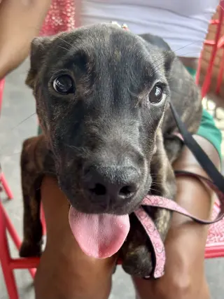 Zuri
