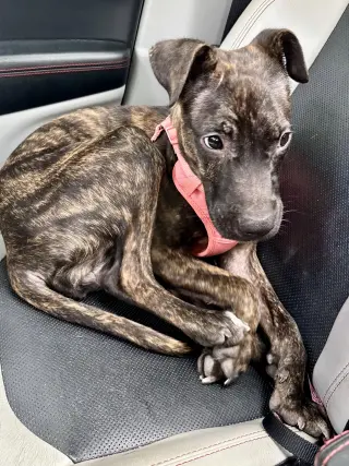 Zuri