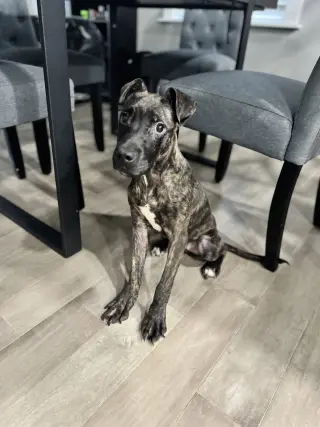 Zuri