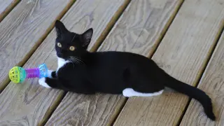 Brigadier