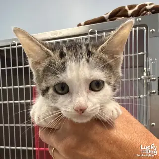 Vinnie