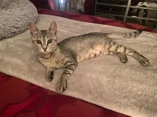 Tiny Tot