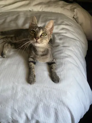 Tiny Tot