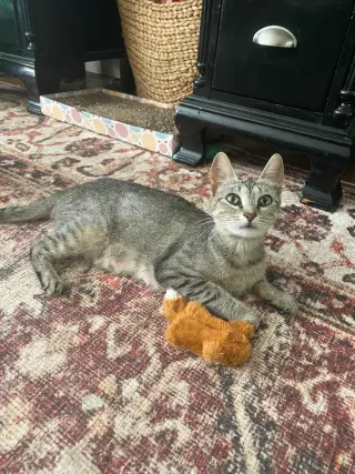Tiny Tot