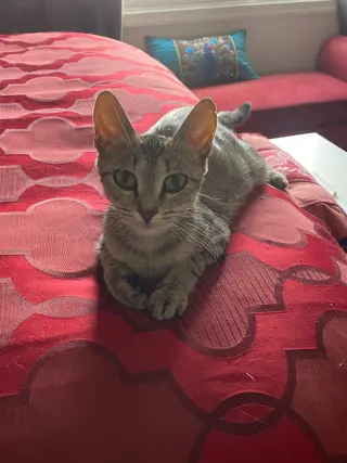 Tiny Tot