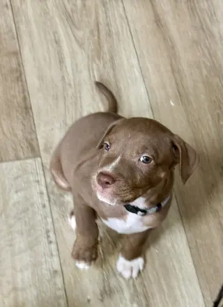 Spud- Brynns litter