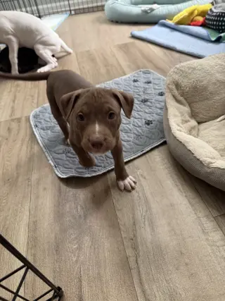 Spud- Brynns litter