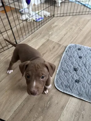 Spud- Brynns litter