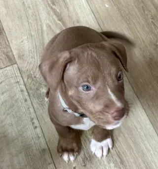 Spud- Brynns litter