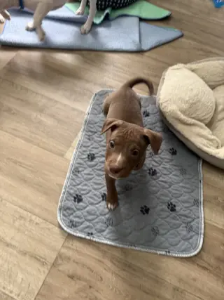 Spud- Brynns litter