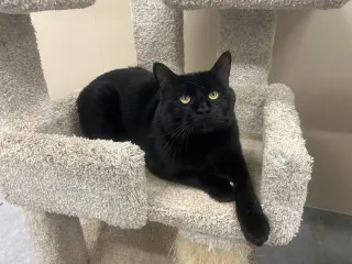 Brutus