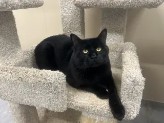 Brutus