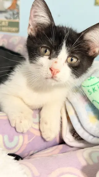 Pepe le Pew