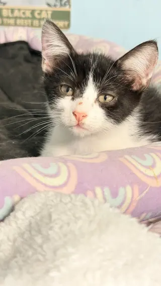 Pepe le Pew