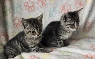 FIA & FILI - Bonded Sisters