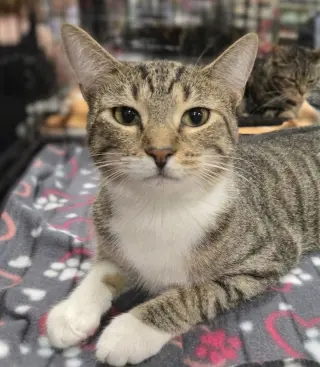 Nico