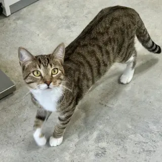 Nico