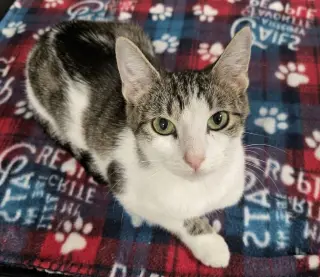 Hazel