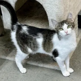 Hazel