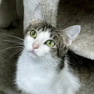 Hazel